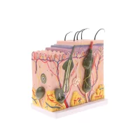 3D Skin structure model